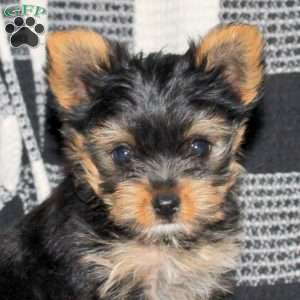 Brittany, Yorkie Puppy