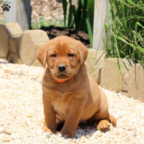 Brooke, Fox Red Labrador Retriever Puppy