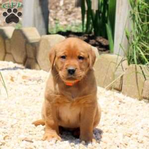 Brooke, Fox Red Labrador Retriever Puppy