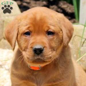 Brooke, Fox Red Labrador Retriever Puppy