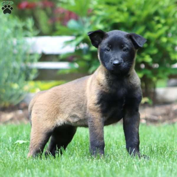 Brooke, Belgian Malinois Puppy
