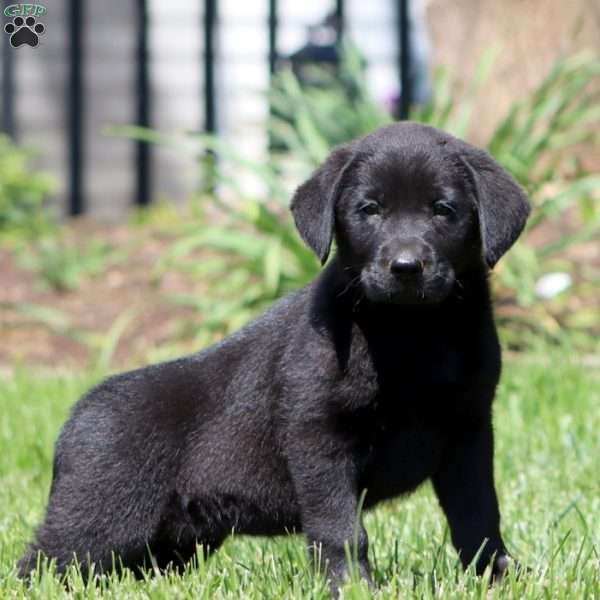 Brooke, Black Labrador Retriever Puppy