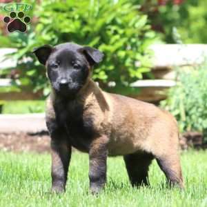 Brooke, Belgian Malinois Puppy