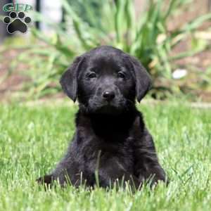 Brooke, Black Labrador Retriever Puppy