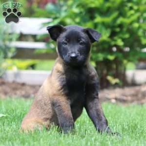 Brooke, Belgian Malinois Puppy