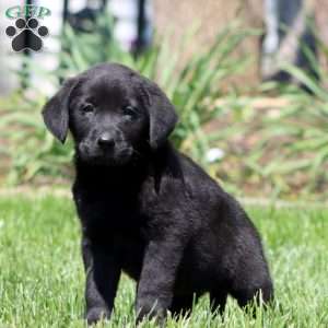 Brooke, Black Labrador Retriever Puppy
