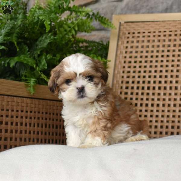 Brookie, Shih Tzu Puppy