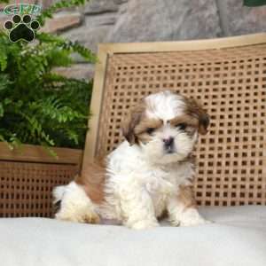 Brookie, Shih Tzu Puppy