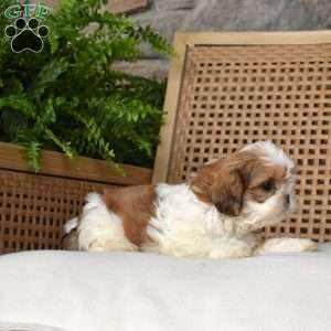 Brookie, Shih Tzu Puppy