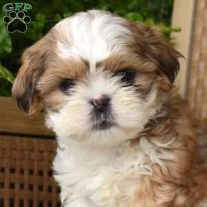 Brookie, Shih Tzu Puppy