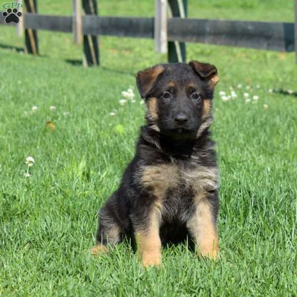 Brooklyn, German Shepherd Puppy