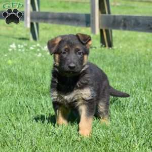 Brooklyn, German Shepherd Puppy
