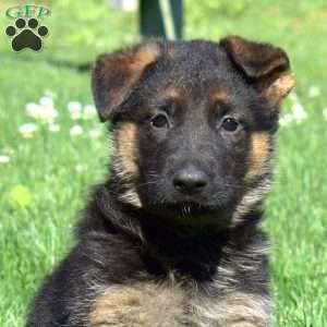 Brooklyn, German Shepherd Puppy