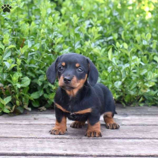 Bruno, Dachshund Puppy