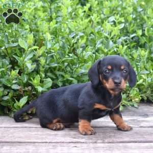 Bruno, Dachshund Puppy