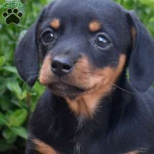 Bruno, Dachshund Puppy