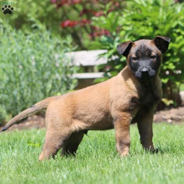 Bruno, Belgian Malinois Puppy
