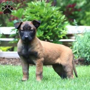 Bruno, Belgian Malinois Puppy