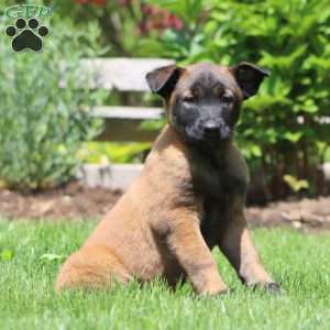 Bruno, Belgian Malinois Puppy