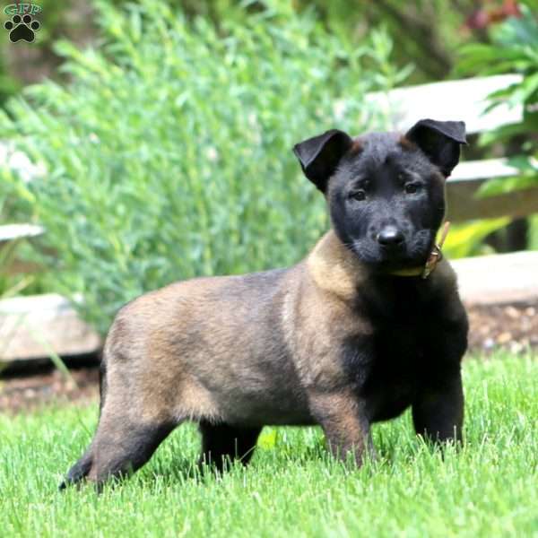 Bryce, Belgian Malinois Puppy