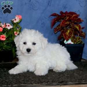 Bryce, Bichon Frise Puppy