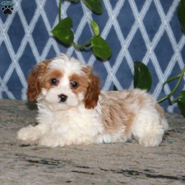 Bryce, Cavapoo Puppy