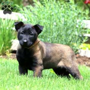 Bryce, Belgian Malinois Puppy