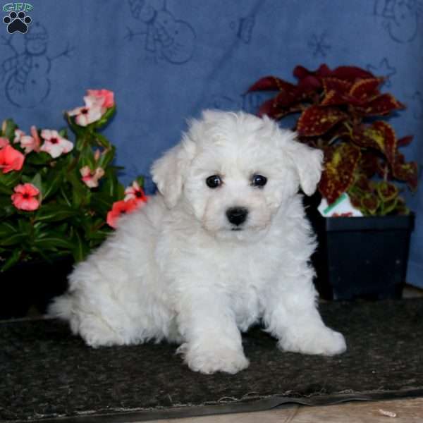Bryce, Bichon Frise Puppy