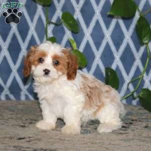 Bryce, Cavapoo Puppy