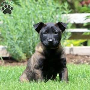 Bryce, Belgian Malinois Puppy
