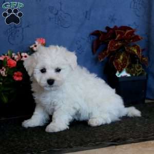 Bryce, Bichon Frise Puppy