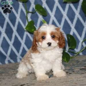 Bryce, Cavapoo Puppy