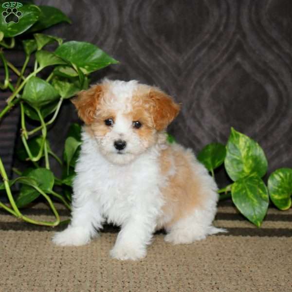 Bryson, Havapoo Puppy