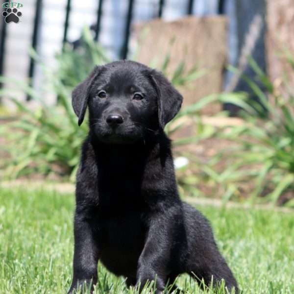 Bryson, Black Labrador Retriever Puppy