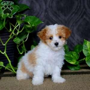 Bryson, Havapoo Puppy