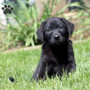 Bryson, Black Labrador Retriever Puppy