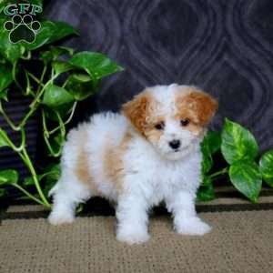 Bryson, Havapoo Puppy