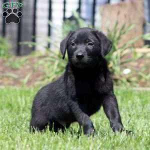 Bryson, Black Labrador Retriever Puppy