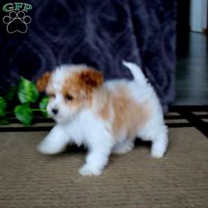 Bryson, Havapoo Puppy