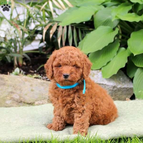 Bubbles, Mini Goldendoodle Puppy