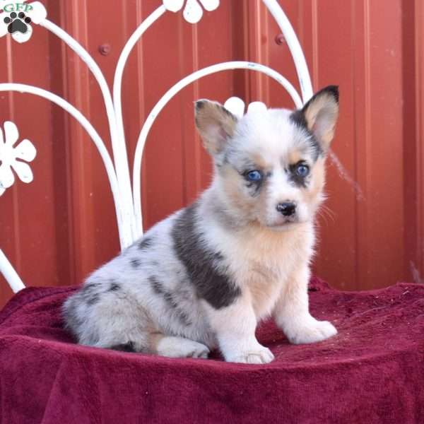 Bubbles, Pembroke Welsh Corgi Puppy