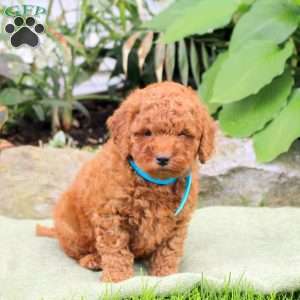 Bubbles, Mini Goldendoodle Puppy