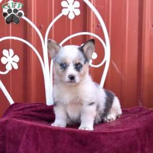 Bubbles, Pembroke Welsh Corgi Puppy