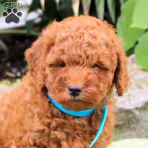 Bubbles, Mini Goldendoodle Puppy