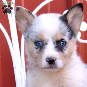 Bubbles, Pembroke Welsh Corgi Puppy