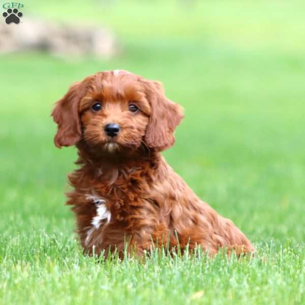 Bubbles, Cavapoo Puppy