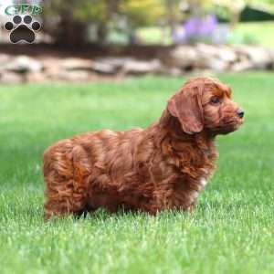 Bubbles, Cavapoo Puppy