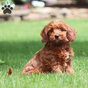 Bubbles, Cavapoo Puppy