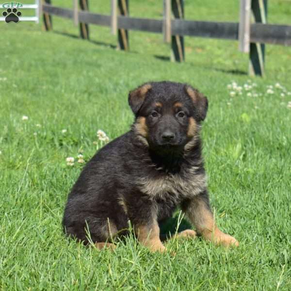 Bucky, German Shepherd Puppy