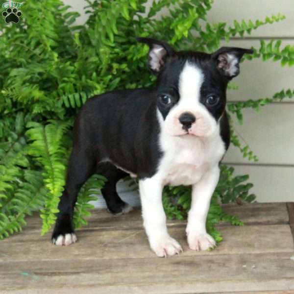 Bucky, Boston Terrier Puppy
